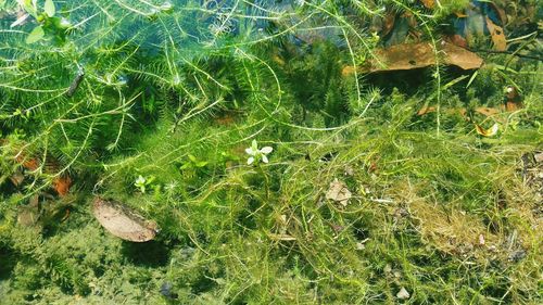 High angle view of leaves on the ground