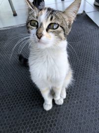 Close-up portrait of cat