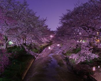 Cherry blossoms in park against sky