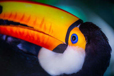 toucan