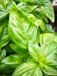 Full frame shot of green leaves