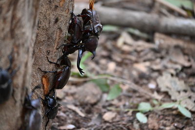 Close-up of insect on tree trunk