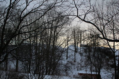 Low angle view of bare trees against sky