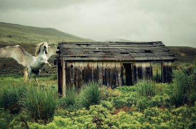 View of horse on field against sky