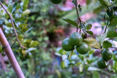 Close-up of fruit growing on tree