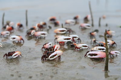 View of birds on beach