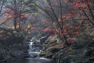 Waterfall in forest during autumn