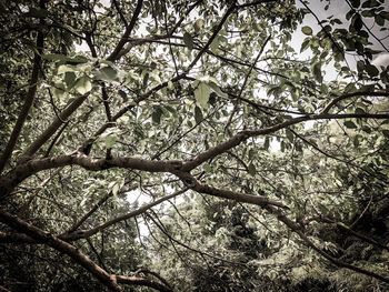 Low angle view of tree in forest against sky