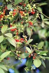 Close-up of leaves on tree