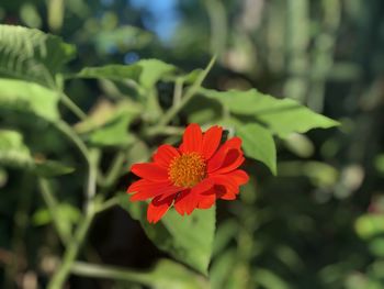 Close-up of red flower