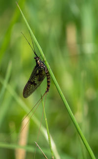 Close-up of insect on plant