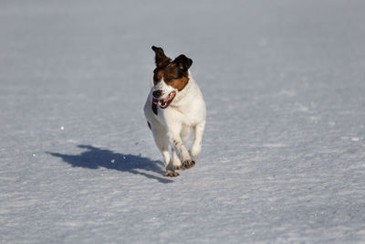 Dog running in snow