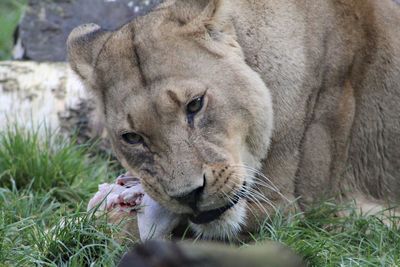 Portrait of a lion feeding