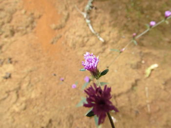 Close-up of insect on purple flower