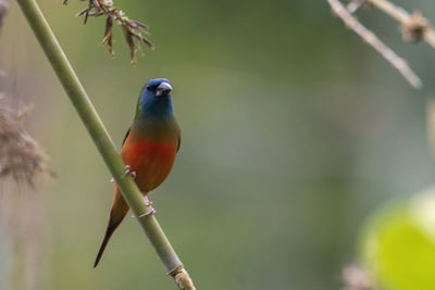 Close-up of bird perching on branch