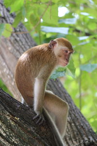 Close-up of monkey