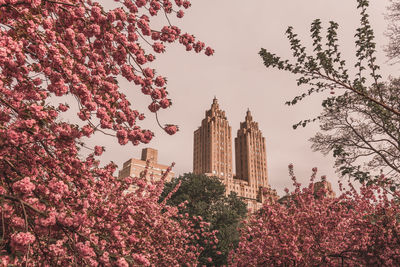 Low angle view of pink cherry blossoms against sky