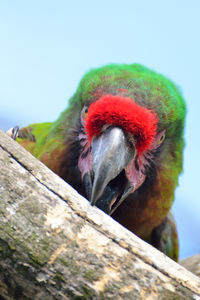 Close-up of parrot biting wood