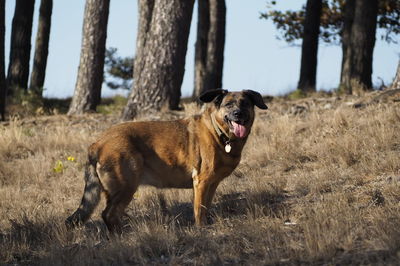 View of a dog on field