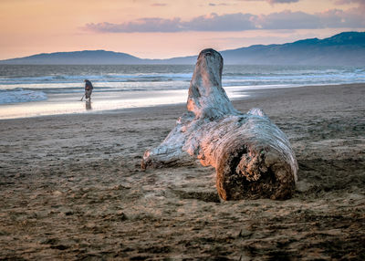 Driftwood on beach against sky during sunset