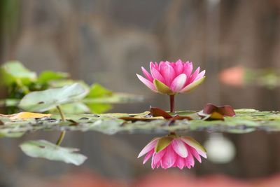 Close-up of pink water lily