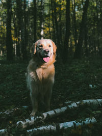 Golden retriever vegas