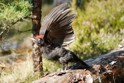 Close-up of bird perching on wood