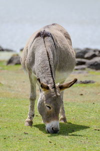 Donkey grazing on field