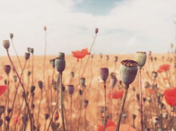 Close-up of poppy buds on field against sky