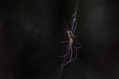 Close-up of spider on web