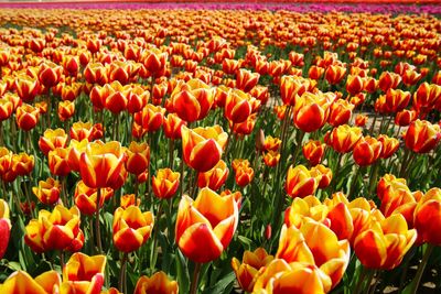 Tulips in field