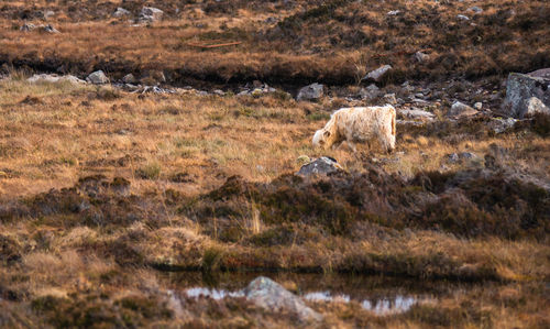 Sheep grazing on field