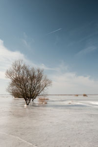 Bare tree on snow covered landscape
