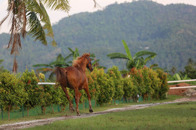 Horse standing on field against trees