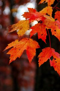 Close-up of maple leaves on tree during autumn
