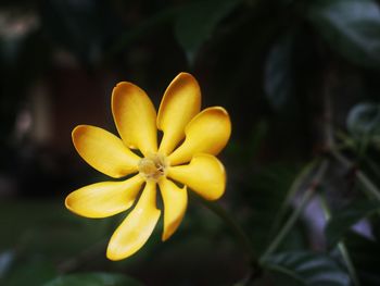 Close-up of yellow flowering plant