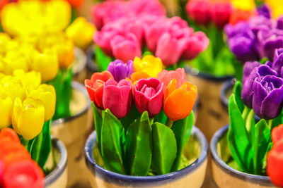 Close-up of multi colored flowers on table