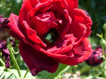 Close-up of bee on red rose