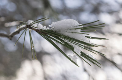 Close-up of plant