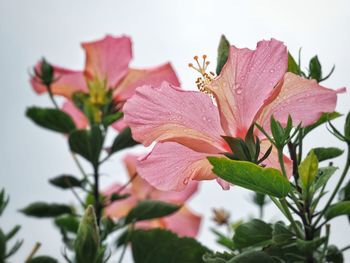 Close-up of flower blooming outdoors