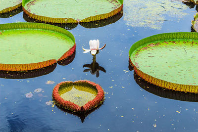 High angle view of lotus water lily in lake