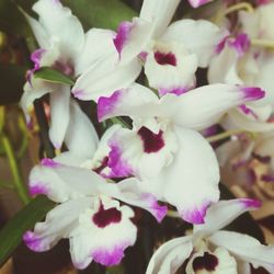 Close-up of purple flowers blooming outdoors