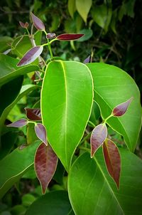 Close-up of fresh green leaves