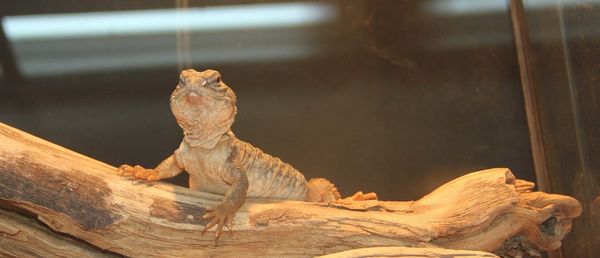 Close-up of lizard on wood