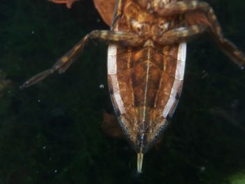 Close-up of butterfly