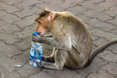 Monkey sitting on stone wall