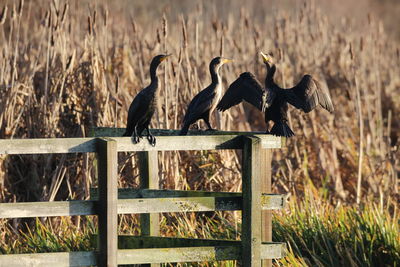 View of birds perching on wood