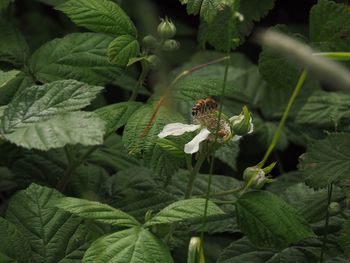 Close-up of butterfly pollinating on flower