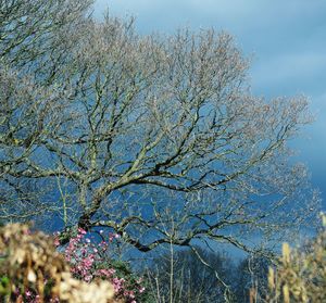 Low angle view of blooming tree