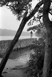 Bare trees in water